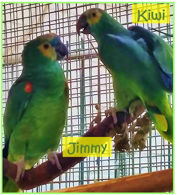 Blaustirnamazonen Kiwi & Jimmy