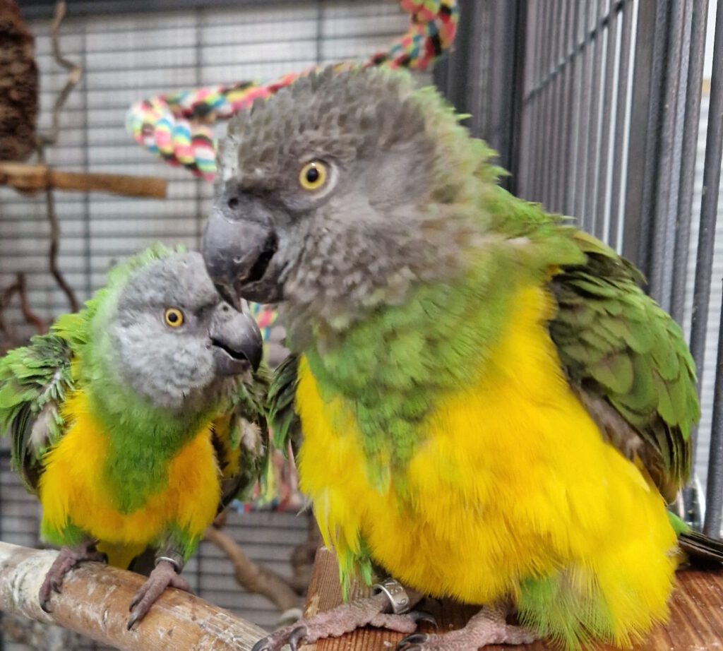 Senegalpapageien HERMANN (m) und MÄUSCHEN (w)