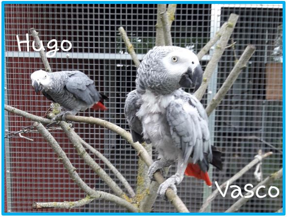 Kongo-Graupapageien VASCO (w) und HUGO (m)