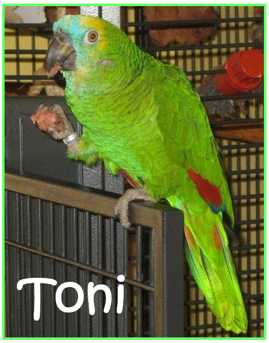 Blaustirnamazone TONI (w)