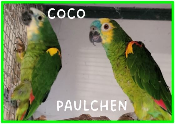 Blaustirnamazonen Coco (w) und Paulchen (m)