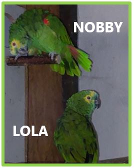 Blaustirnamazonen LOLA (w) und NOBBY (m)