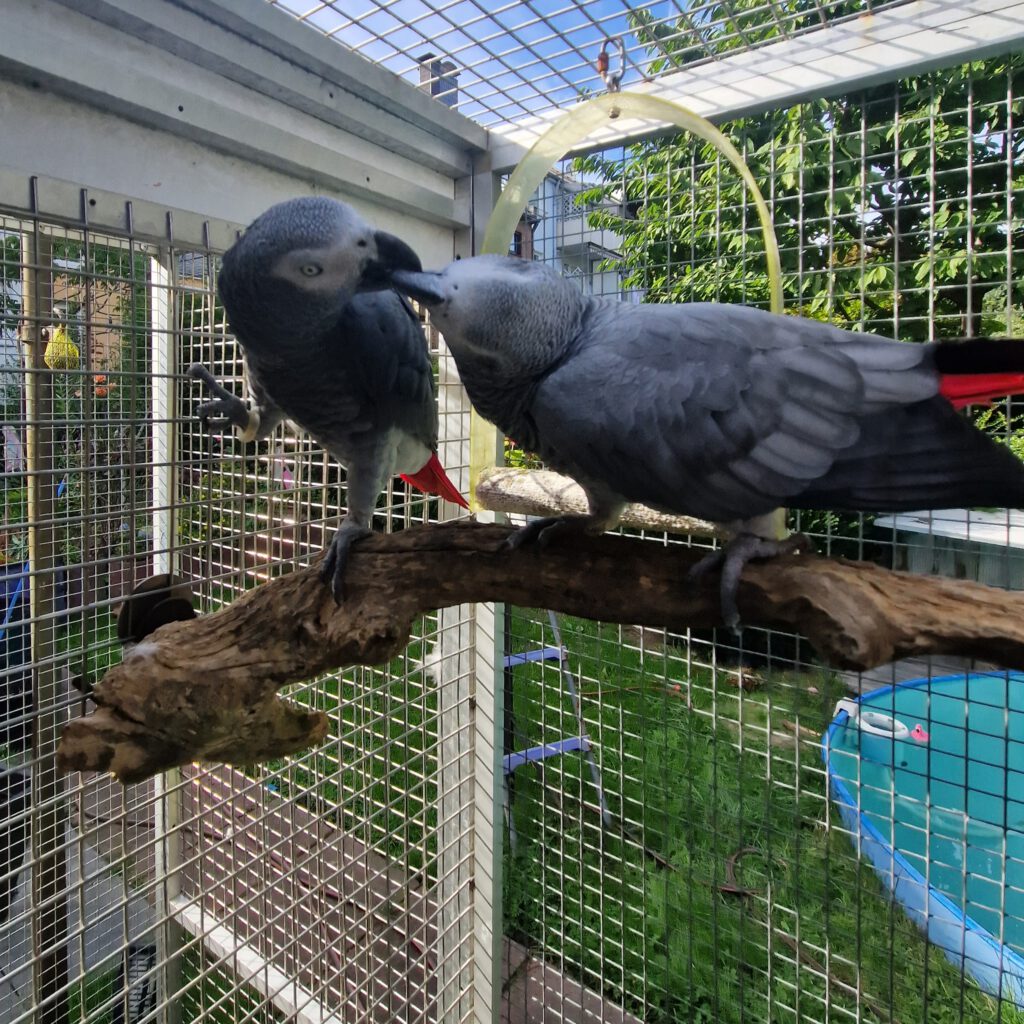 Kongo-Graupapageien PLATO (m) & COCO (w)