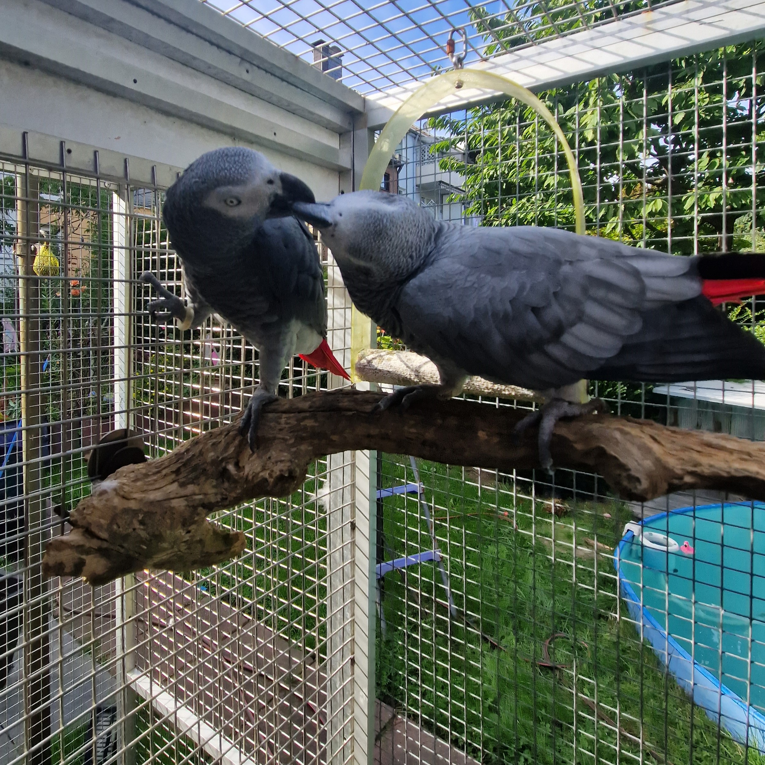 Kongo-Graupapageien COCO und PLATO