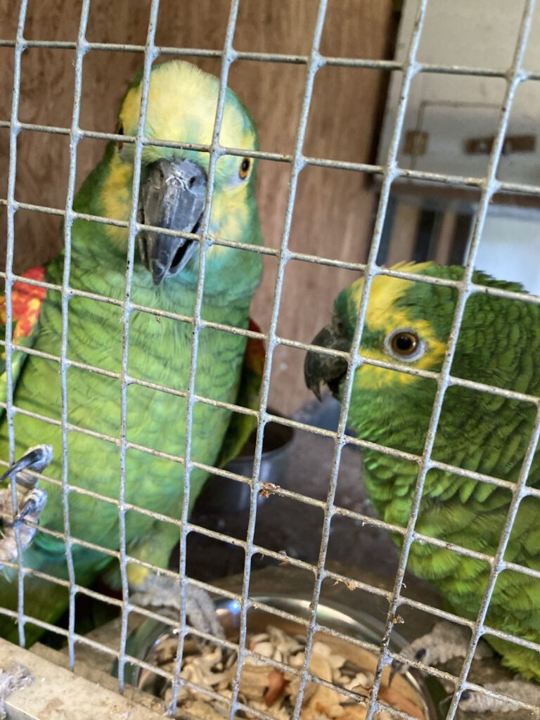 Blaustirnamazonen LOLA (w) & NOBBY (m)