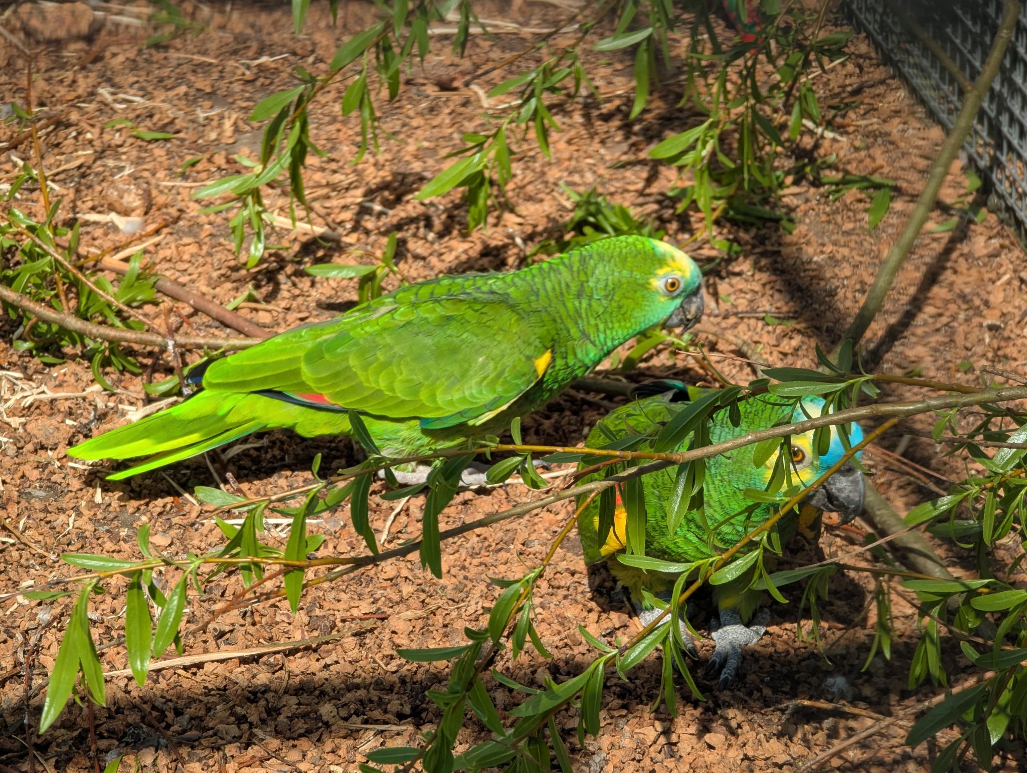 Blaustirnamazonen