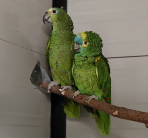 Amazonen Püppi und Jake