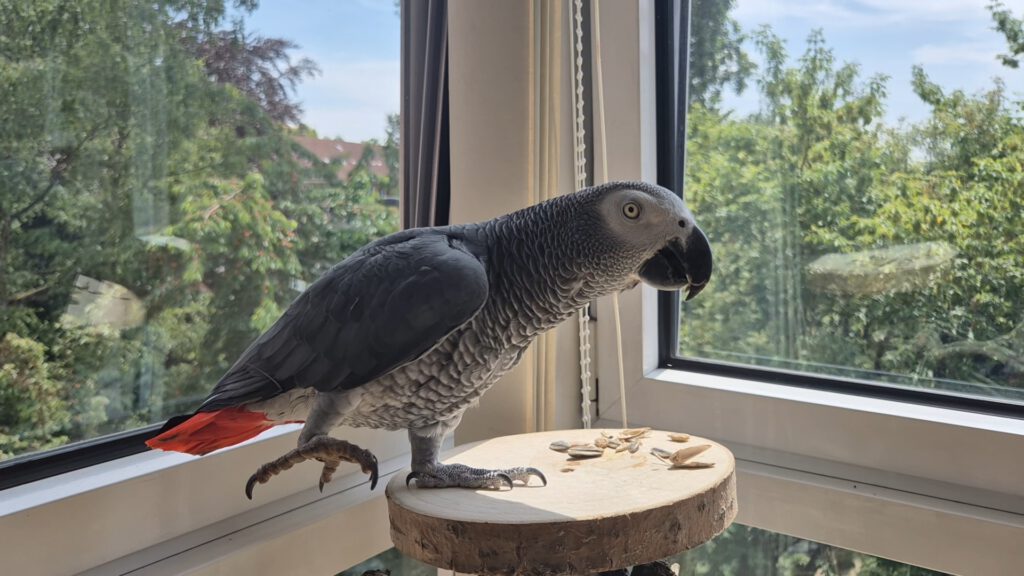 Kongo-Graupapagei CAPKIN (m) von privat