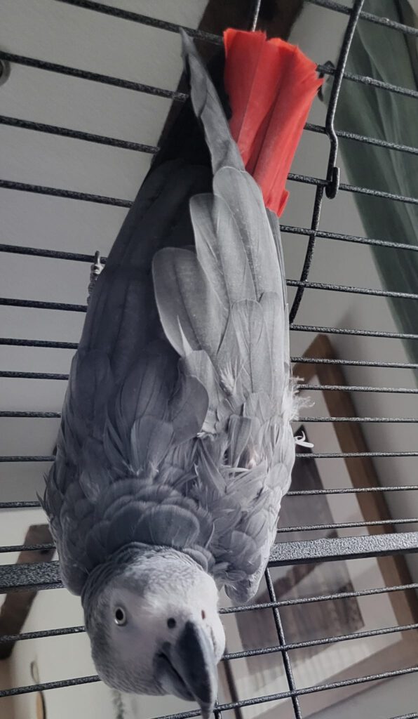 Kongo-Graupapagei LUNA (w) von privat