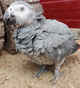 Kongo-Graupapagei POLLY