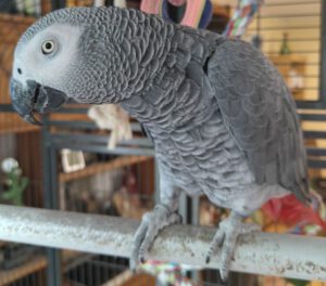 Kongo-Graupapagei Charly