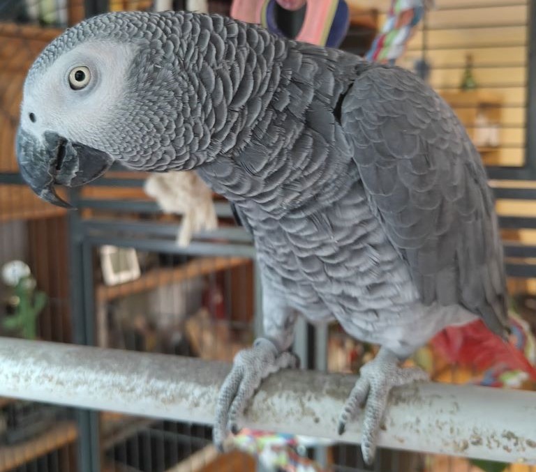 Kongo-Graupapagei CHARLY (m)