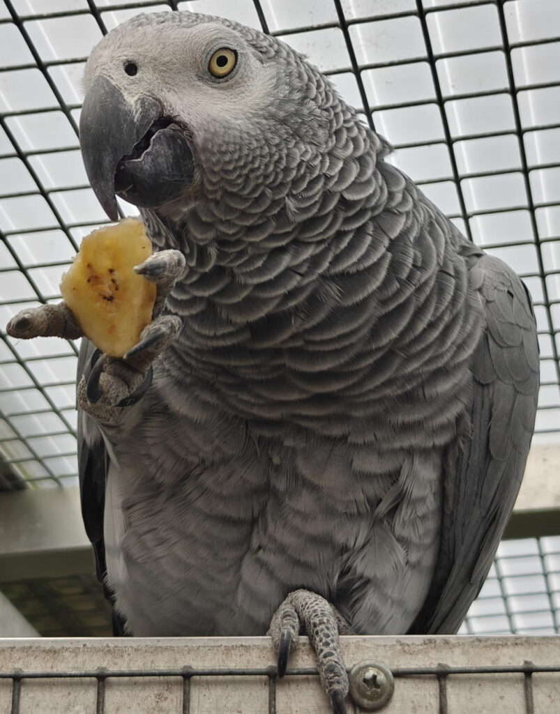 Kongo-Graupapagei COCO (m)