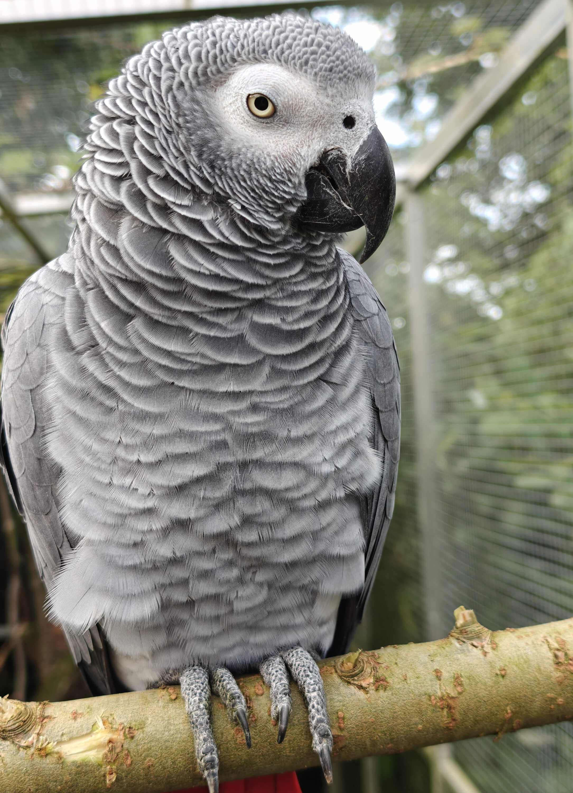 Kongo-Graupapagei COCO (m)