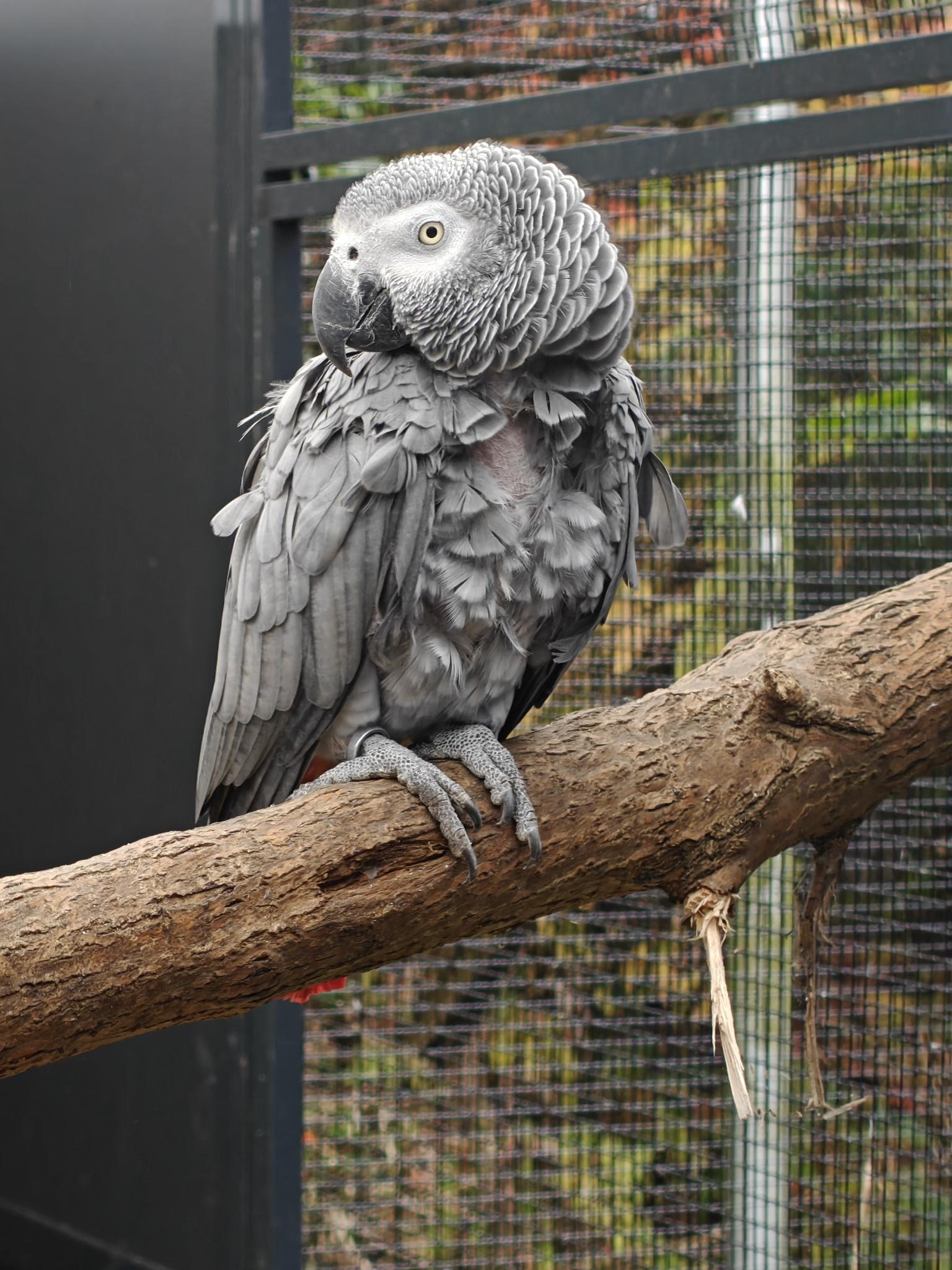 Kongo-Graupapagei LUNA (w) von privat