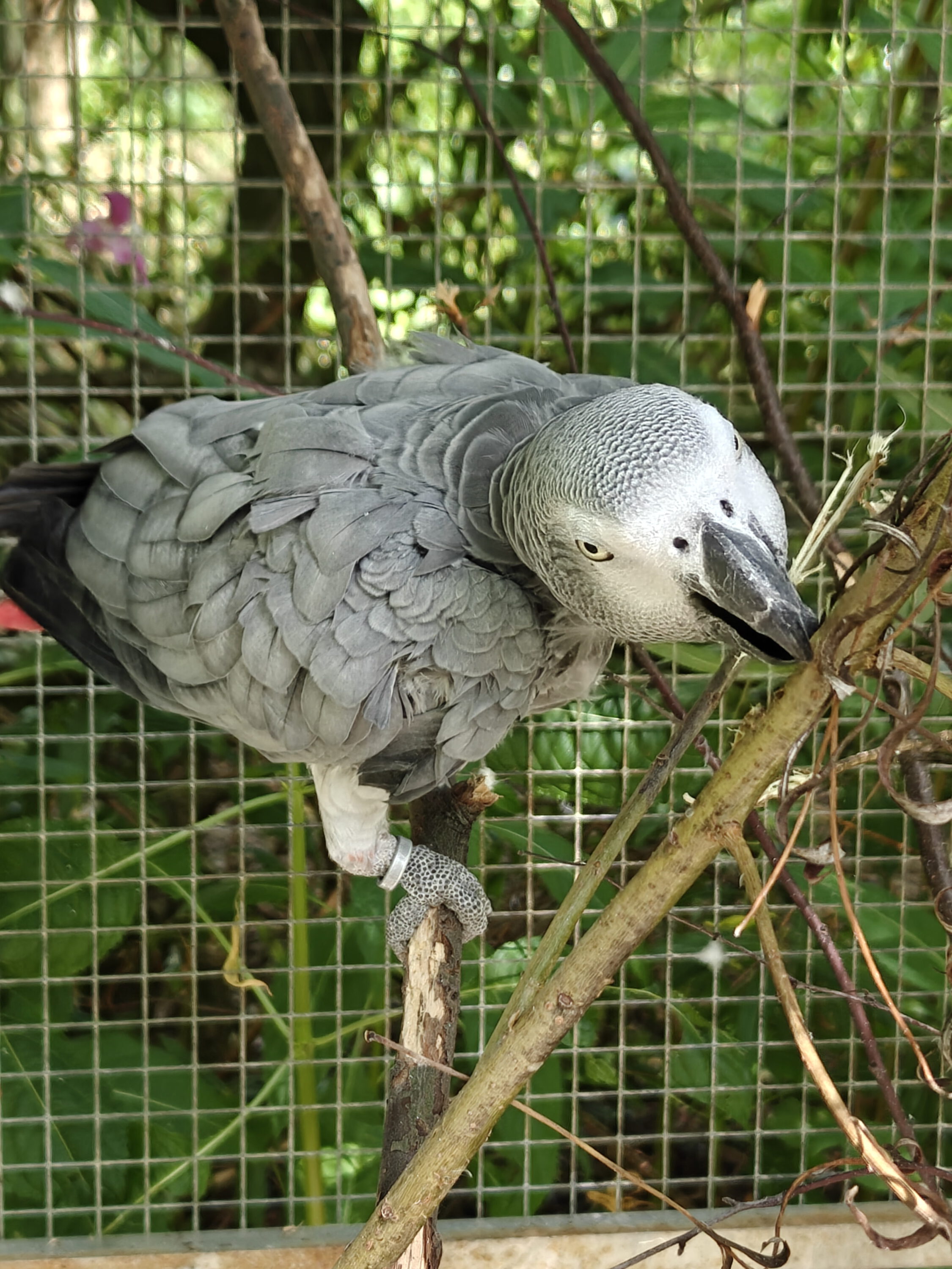 Kongo-Graupapagei LUNA (w) von privat
