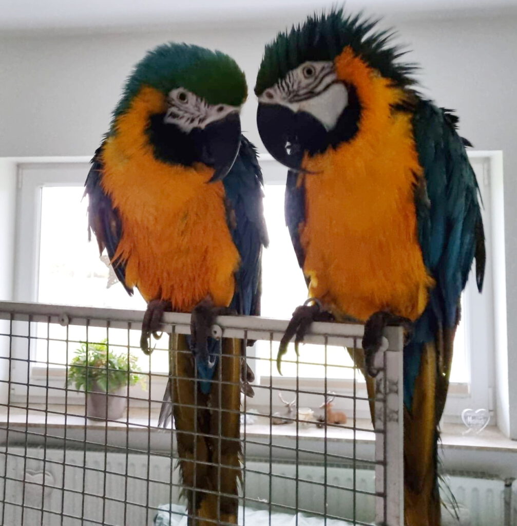 Gelbbrustaras TONI (m) und HORST (m)