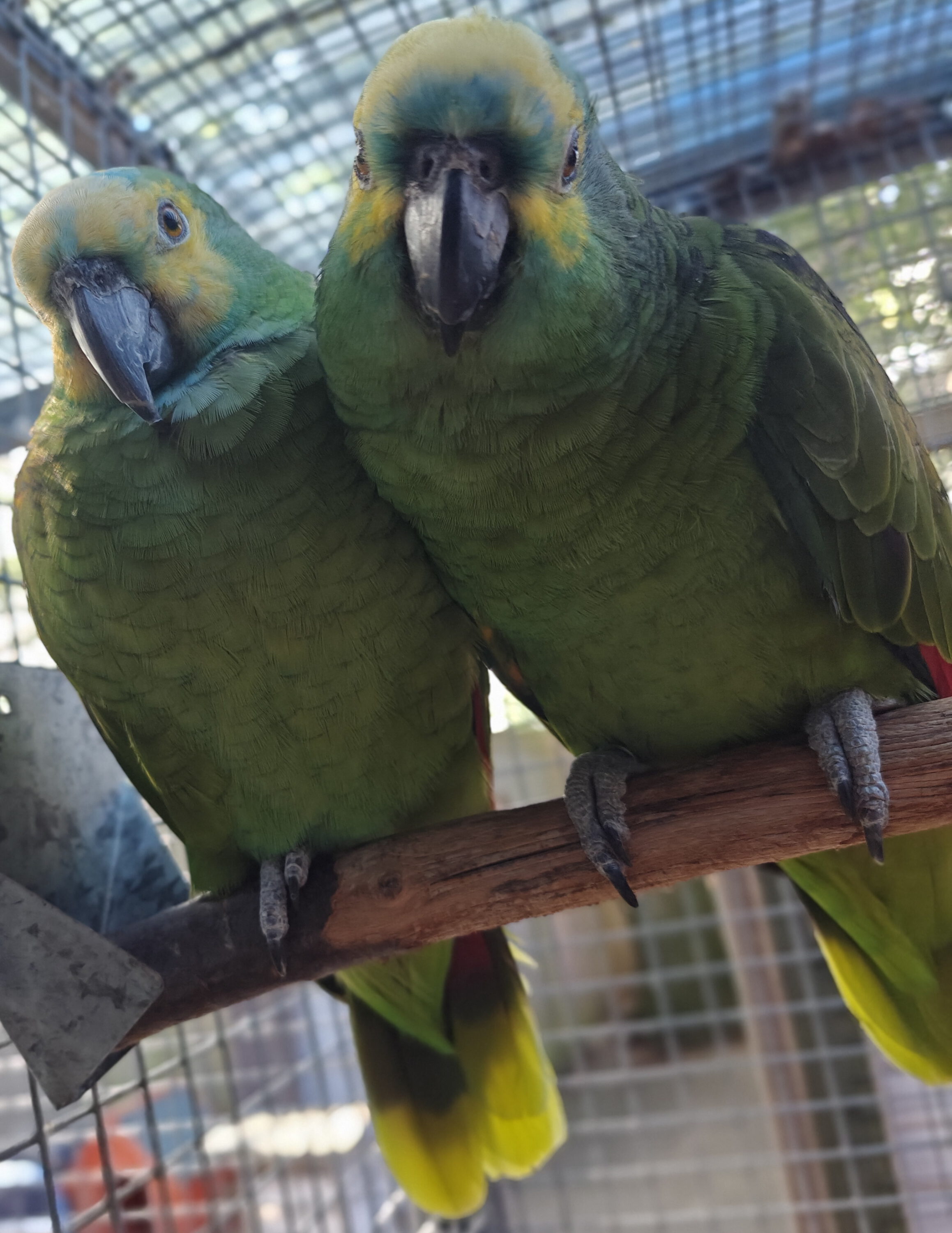 Blaustirnamazonen LOLA (w) & NOBBY (m)