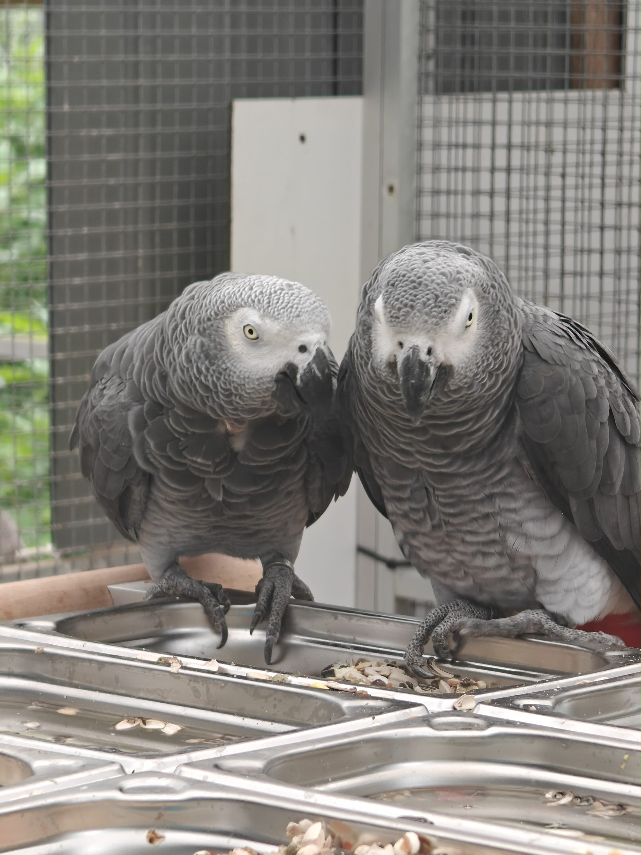 Kongo-Graupapageien ELLI (w) & JAKOMO (m)