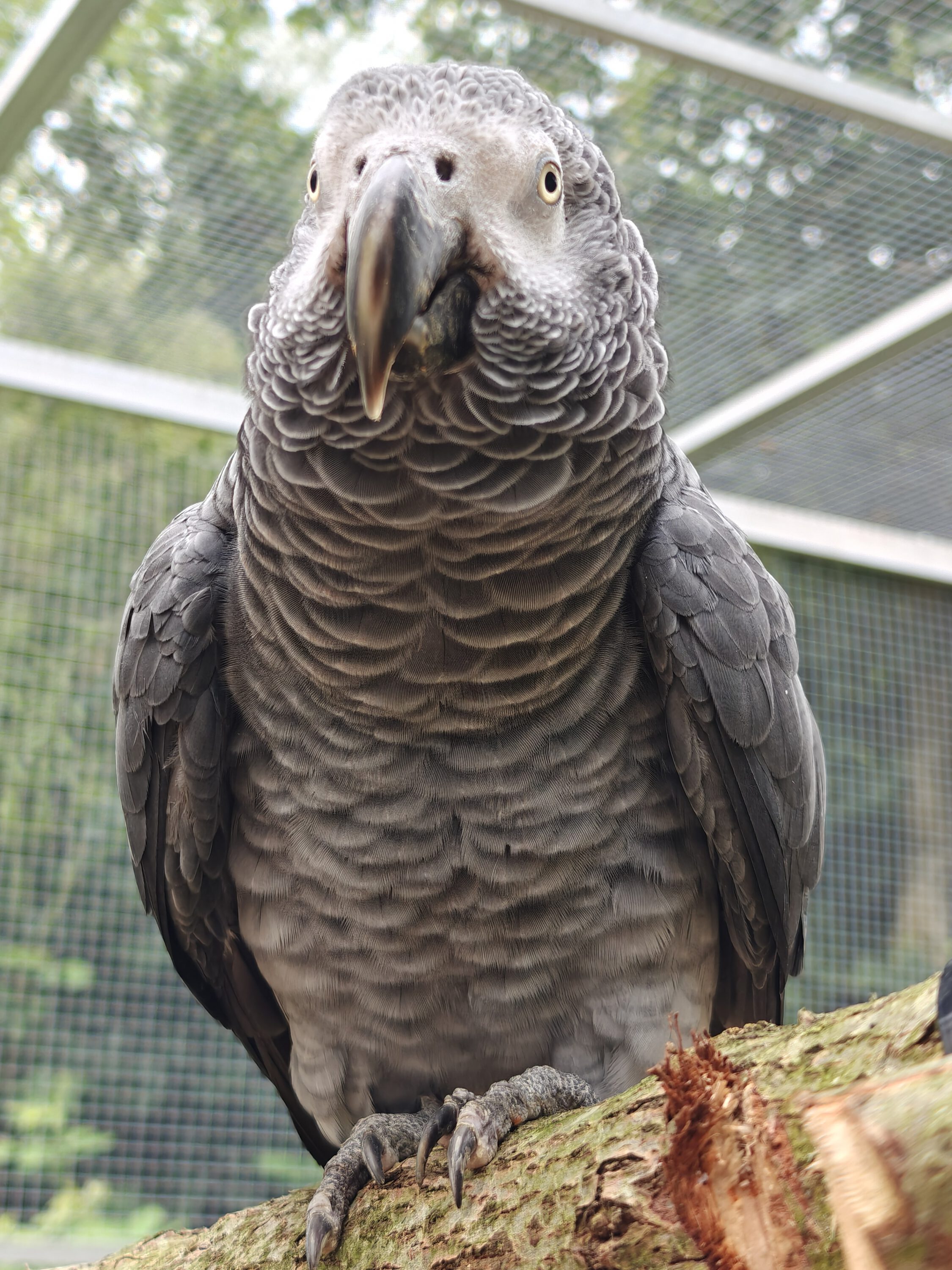 Kongo-Graupapagei TIMO (m)