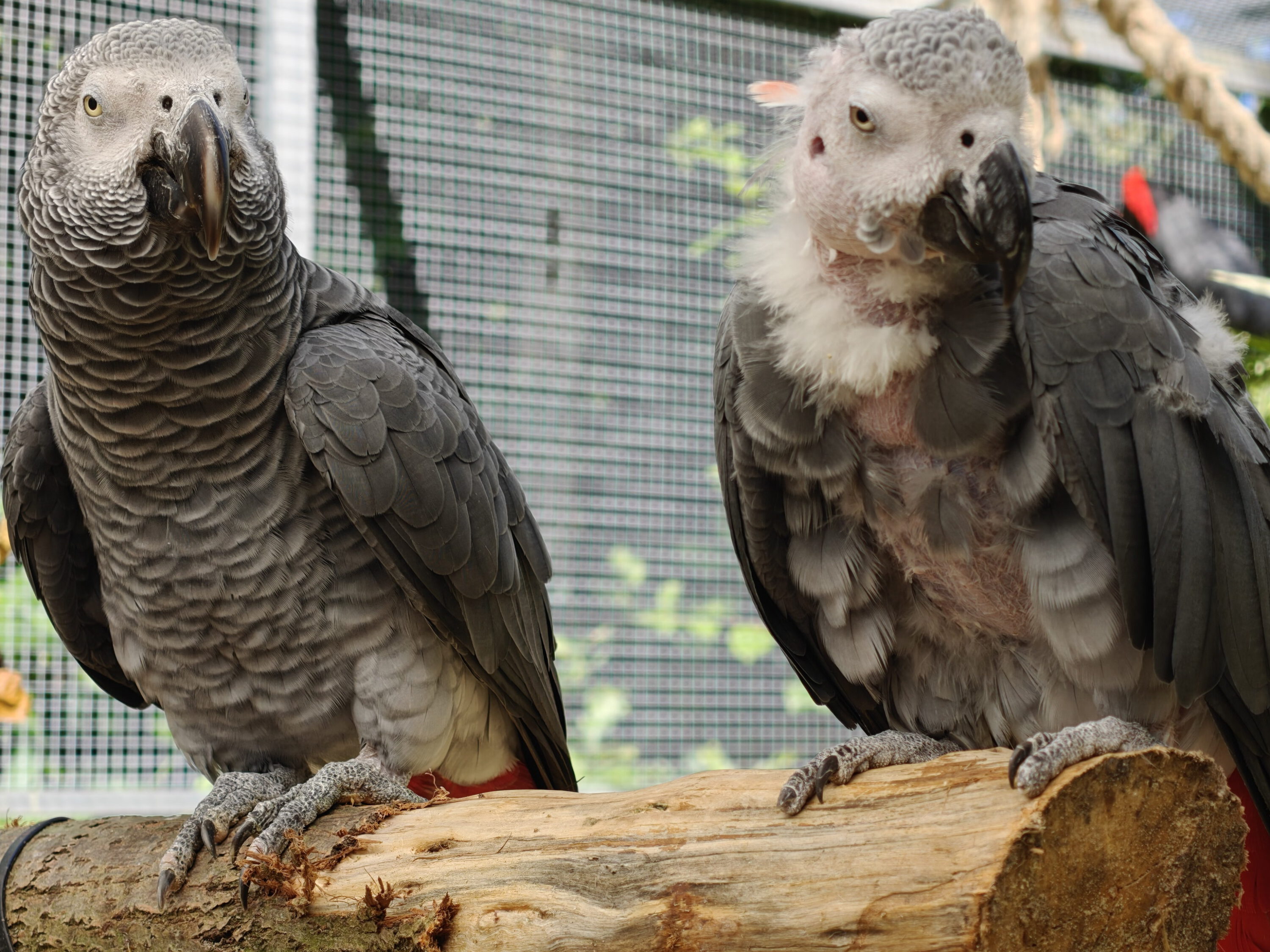 Kongo-Graupapageien TIMO (m) & Huky (w)