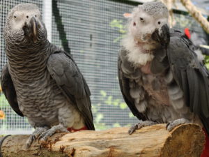 Kongo-Graupapageieen