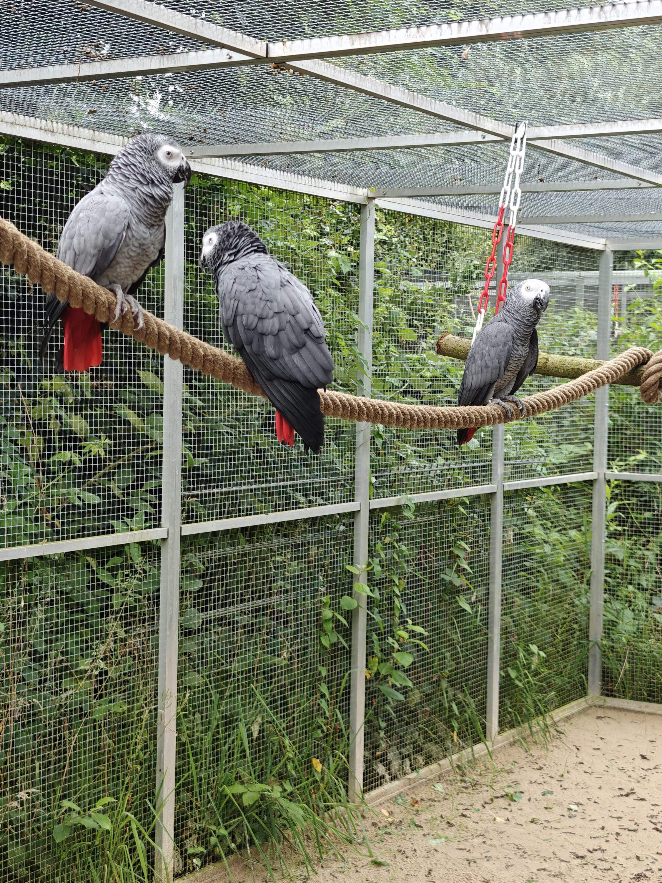 Kongo-Graupapageien NIKO (w), PEPE (m) & FELIX (m)