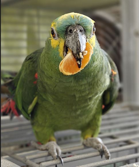 Blaustirnamazone TOBI (m) von privat