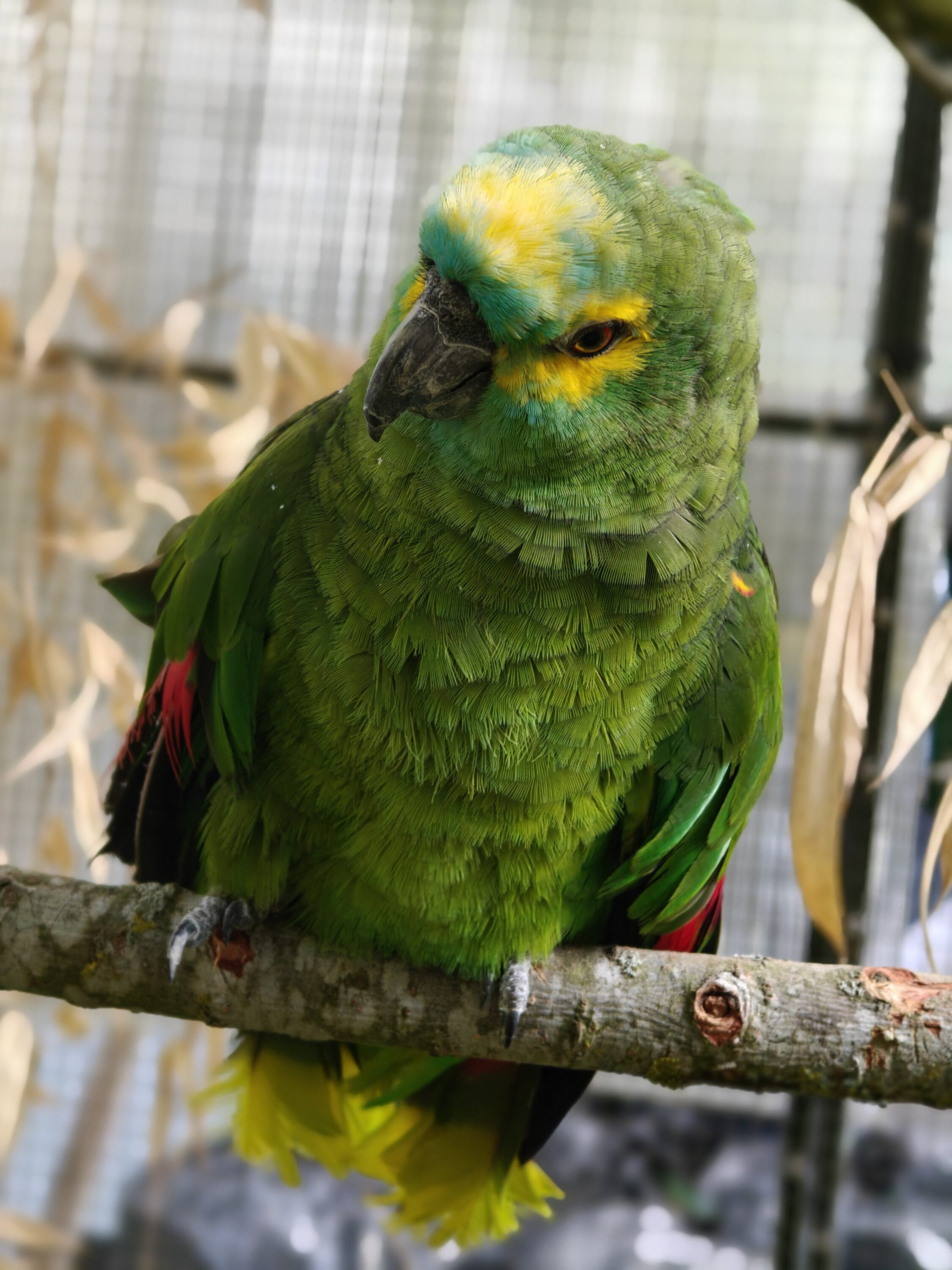Blaustirnamazone TONI (w) von privat