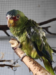 Weißstirnamazone ALBI