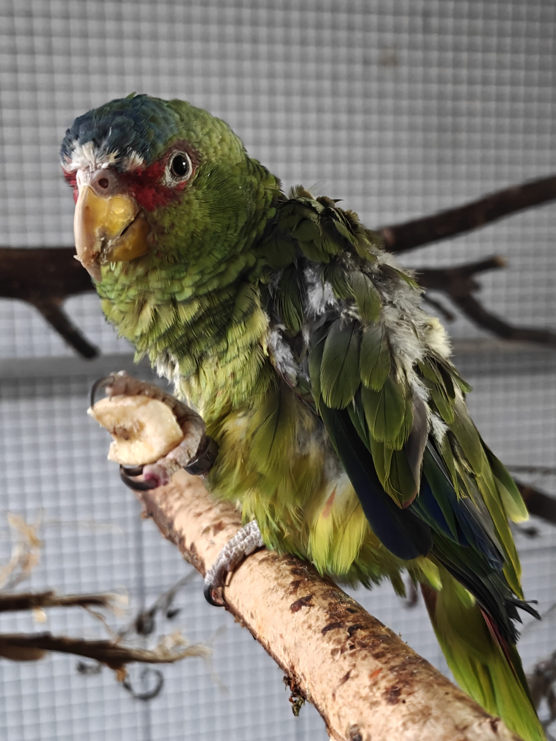 Weißstirnamazone ALBI