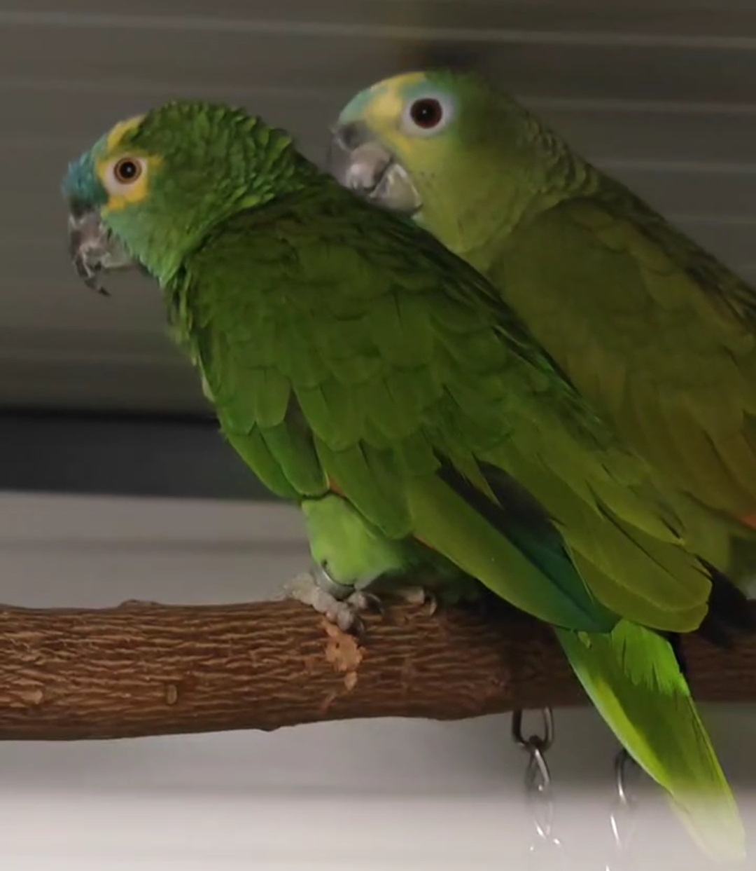 *DRINGEND* Blaustirnamazonen PÜPPI (w) & JAKE (m)