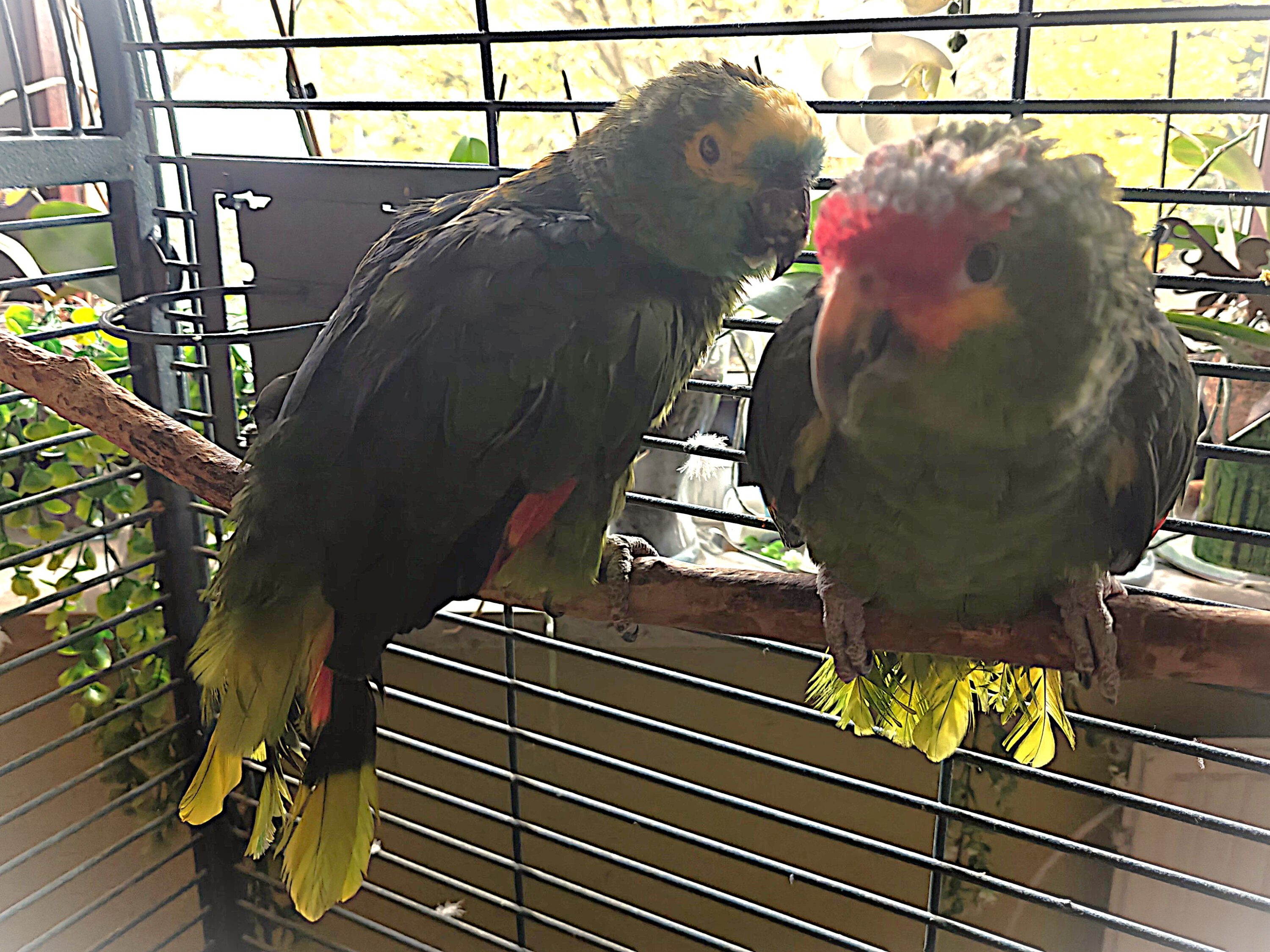 SOFORTPFLEGEPLATZ von privat benötigt! EILT!