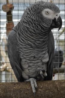 Kongo-Graupapagei JOGY (m) von privat