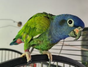 Schwarzohrpapagei